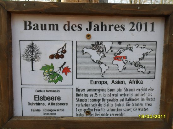 Schild-Aufsteller-für-Baum-des-Jahres-2011--Elsbeere-am-Naturlernpfad-Rote-Brücjke-in-Heiligengrabe
