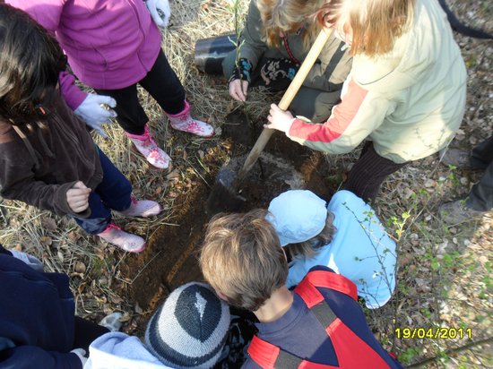 Schülergruppen-pflanzen-Elsbeere-als-Baum-des-Jahres-2011-am-Naturlernpfad-in-Heiligengrabe