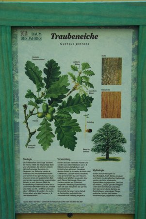 Baum des Jahres 2014 - Traubeneiche - Pflanzung Naturlernpfad Heiligengrabe - 2